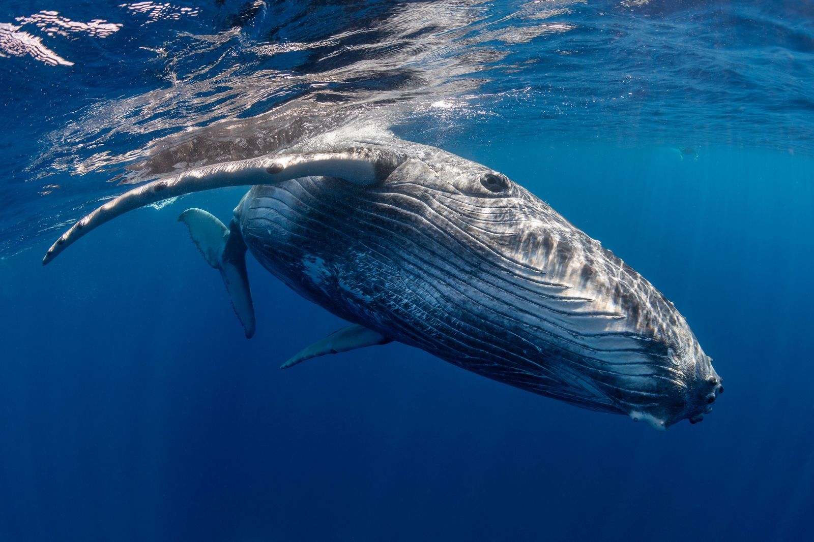 Ballena jorobada árabe