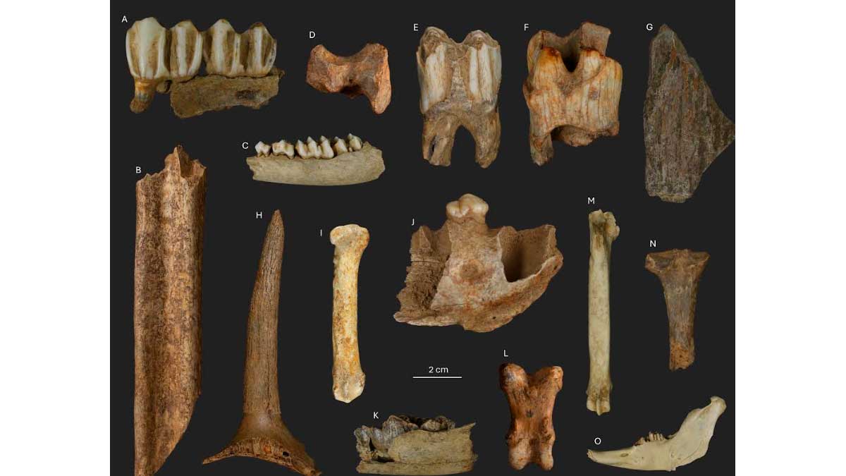 figura-macrofauna