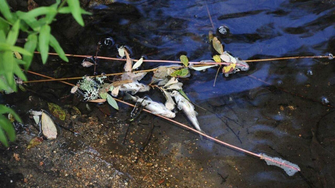 Preocupación en el Regato dos Muíños por la muerte de peces y la aparición de manchas blancas en el agua
